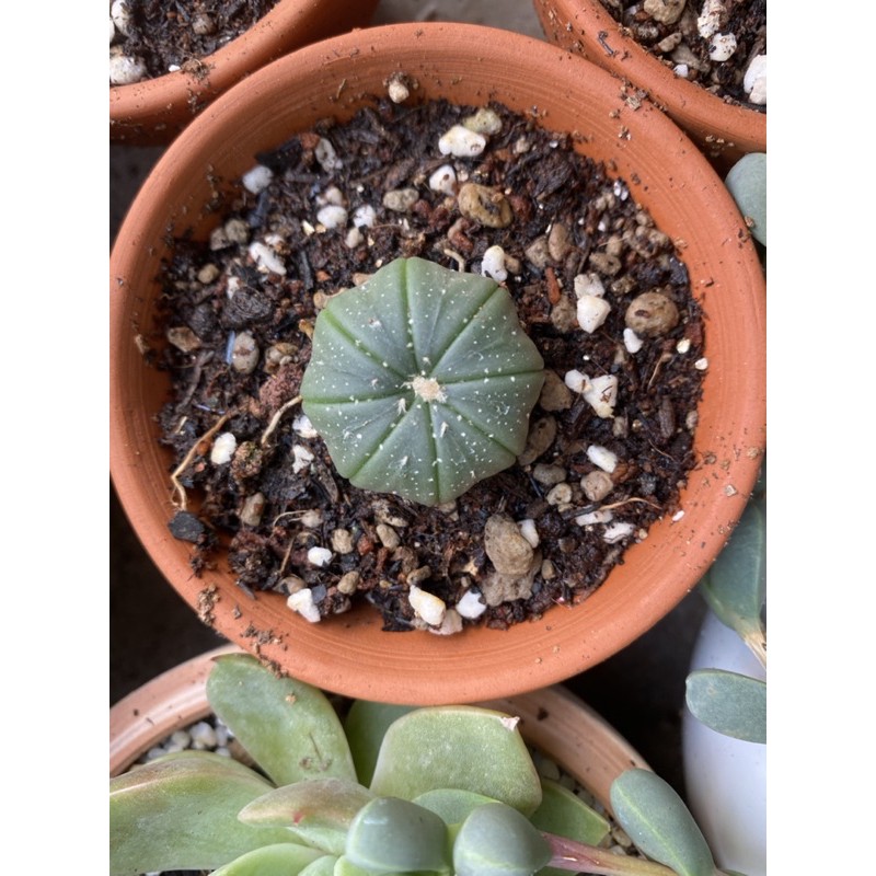 Xương rồng Aster 2-3cm (Rất dễ có hoa)