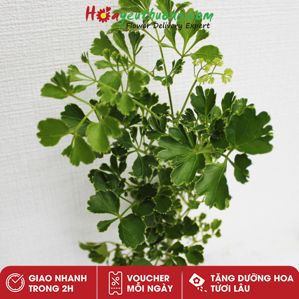 Lá Đinh Lăng Hoayeuthuong - Lá cắm hoa