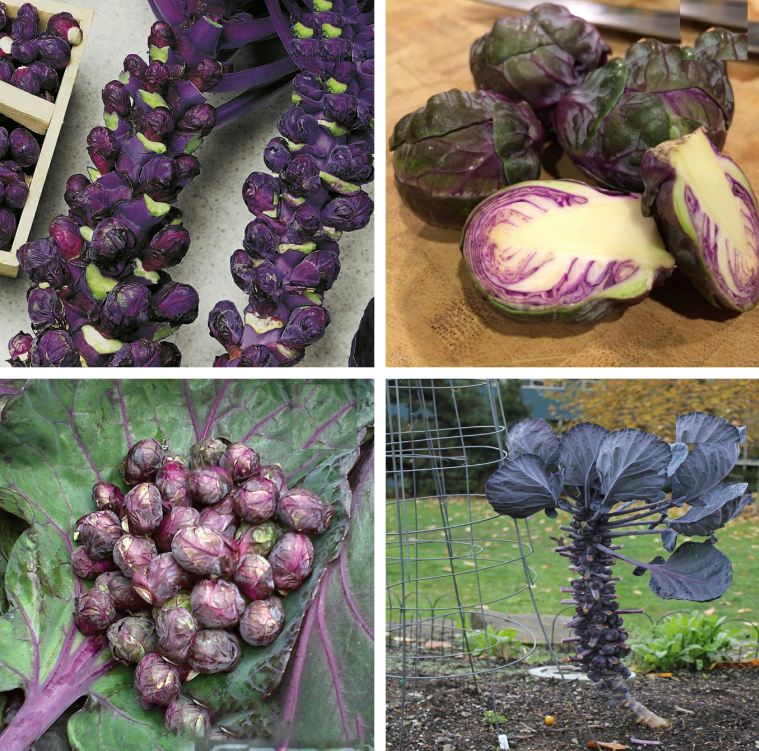 " Gói 50 "Hạt giống bắp cải tím mini ( bắp cải tí hon tím ) [Seeds]