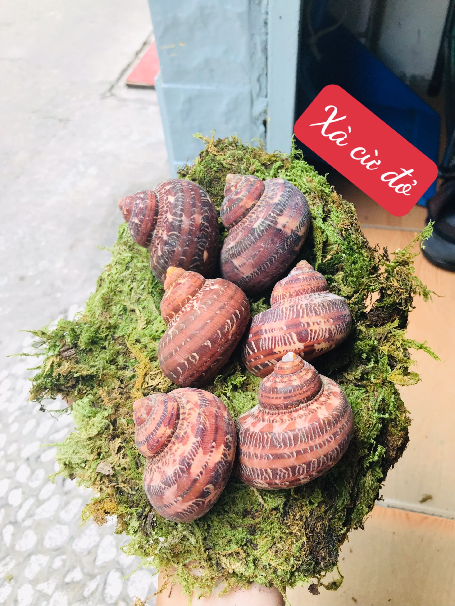 Vỏ ốc Xà Cừ Đỏ (trang trí bể cá)