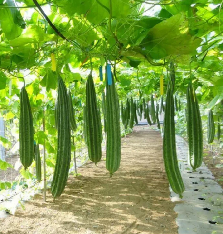 Hạt  MƯỚP  KHÍA  THÁI LAN F1  (gói 15 hạt)