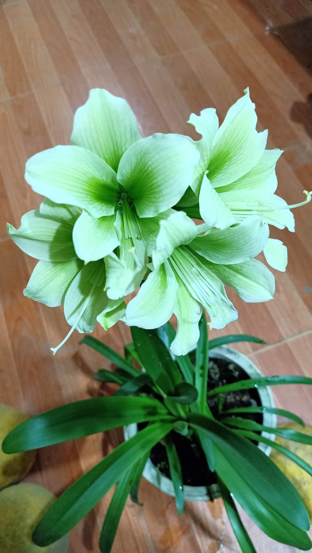 Hoa Lan Huệ- củ giống