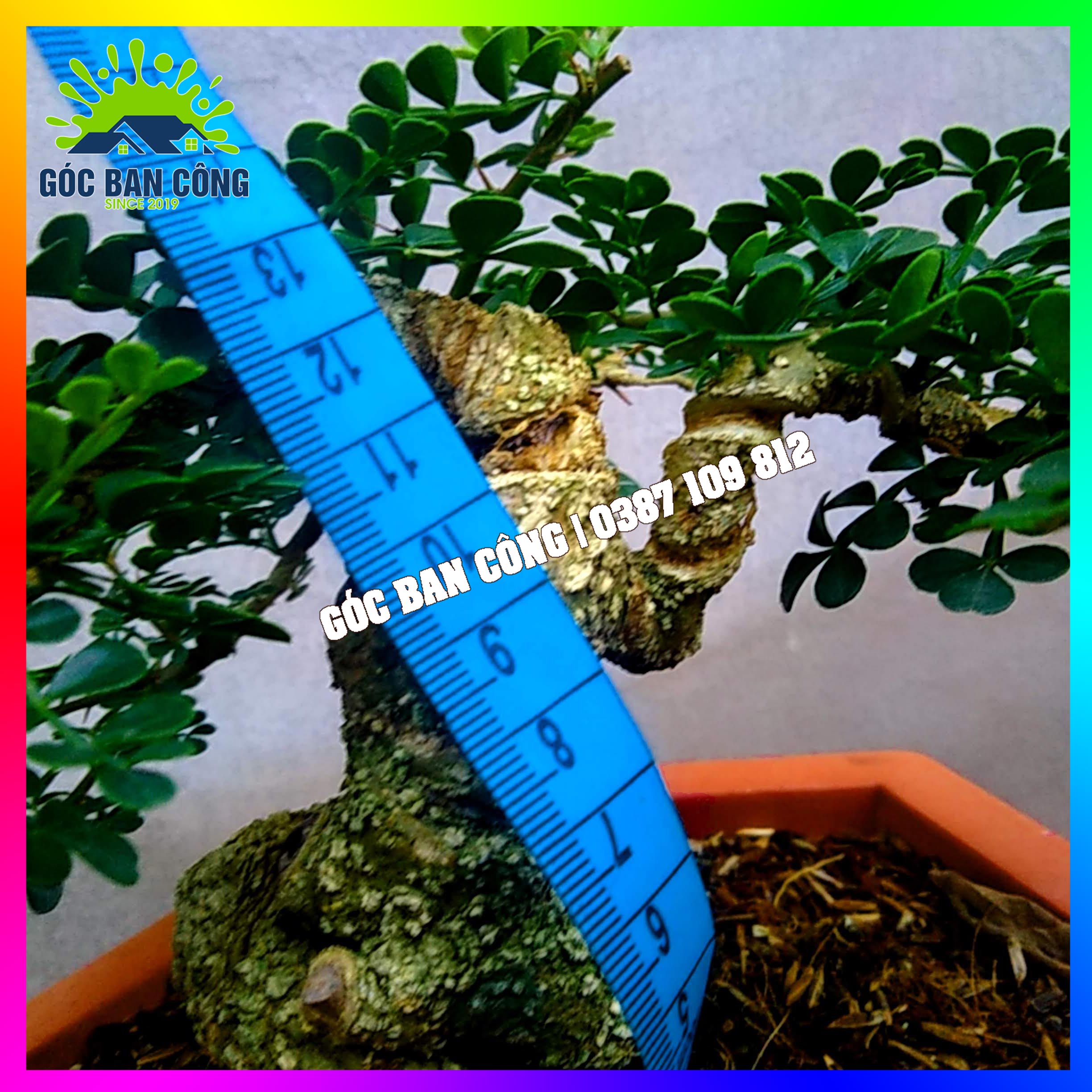 Cây Cần Thăng Bonsai Mini - CTHBS03