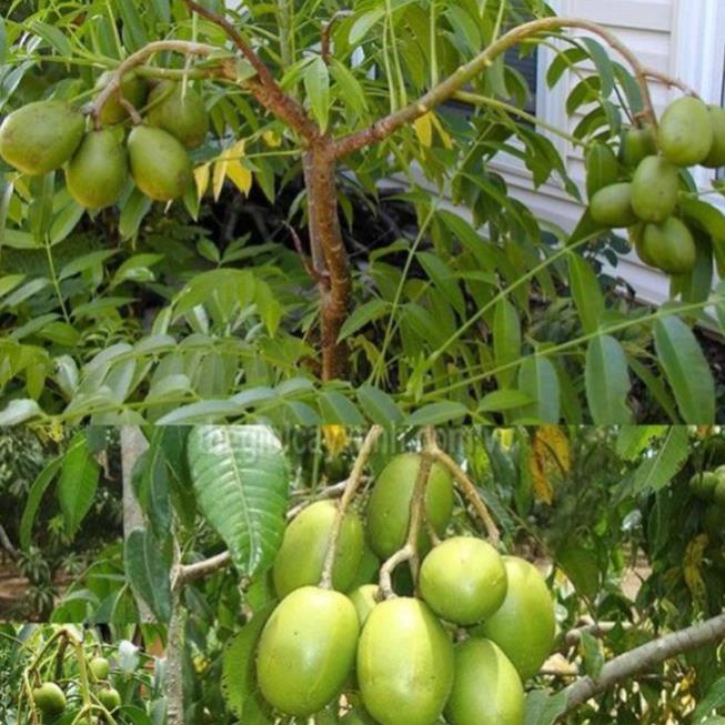 Cây cóc thái, cây cóc thái có quả, cóc thái cấy mô siêu quả