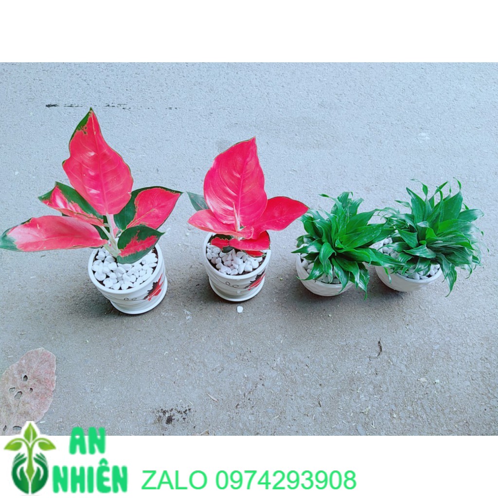 Combo 1 chậu cây phát tài+1 chậu phú quý đỏ
