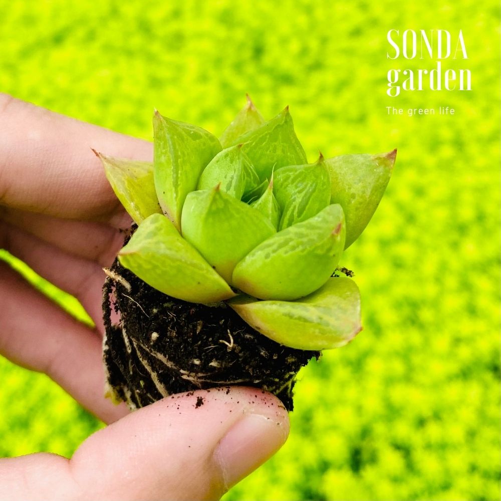 SEN ĐÁ NGỌC LÁ LỚN SIZE MINI KHỎE ĐẸP LỖI 1 ĐỔI 1