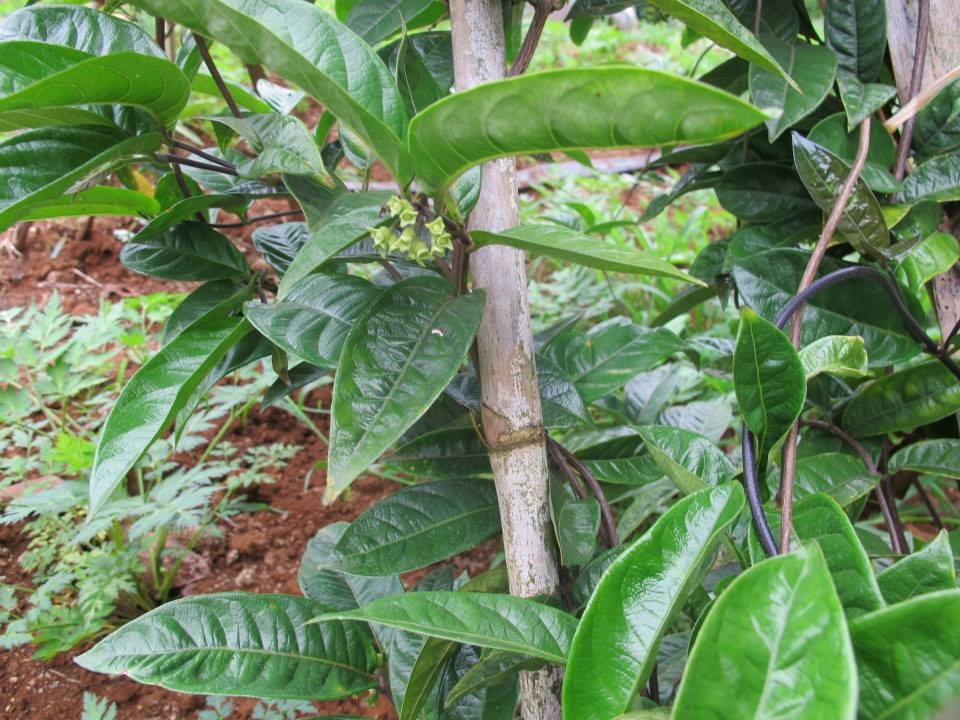 Ba kích khô hỗ trợ mạnh mẽ đ.à.n ô.ng