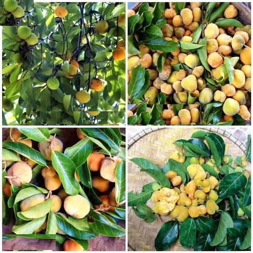 Cây chay, giống cây chay