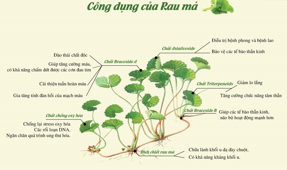 Rau Má Đường Phèn Quảng Thanh ( 10 bịch/hộp )