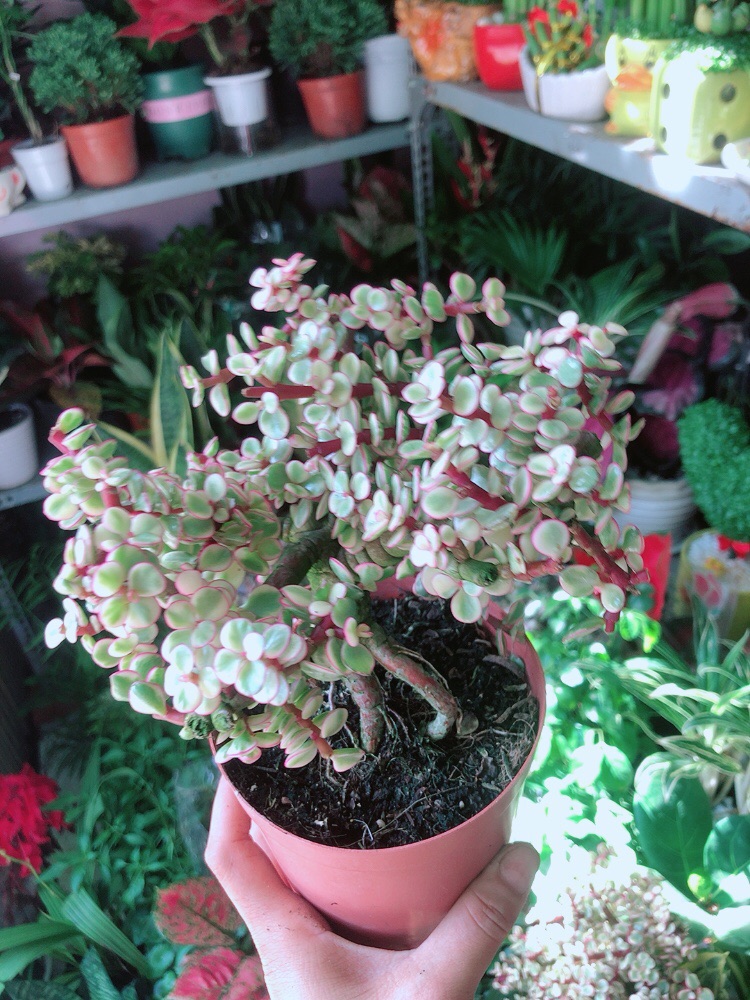 Cành Vàng Lá Ngọc Thân Cổ Thụ
