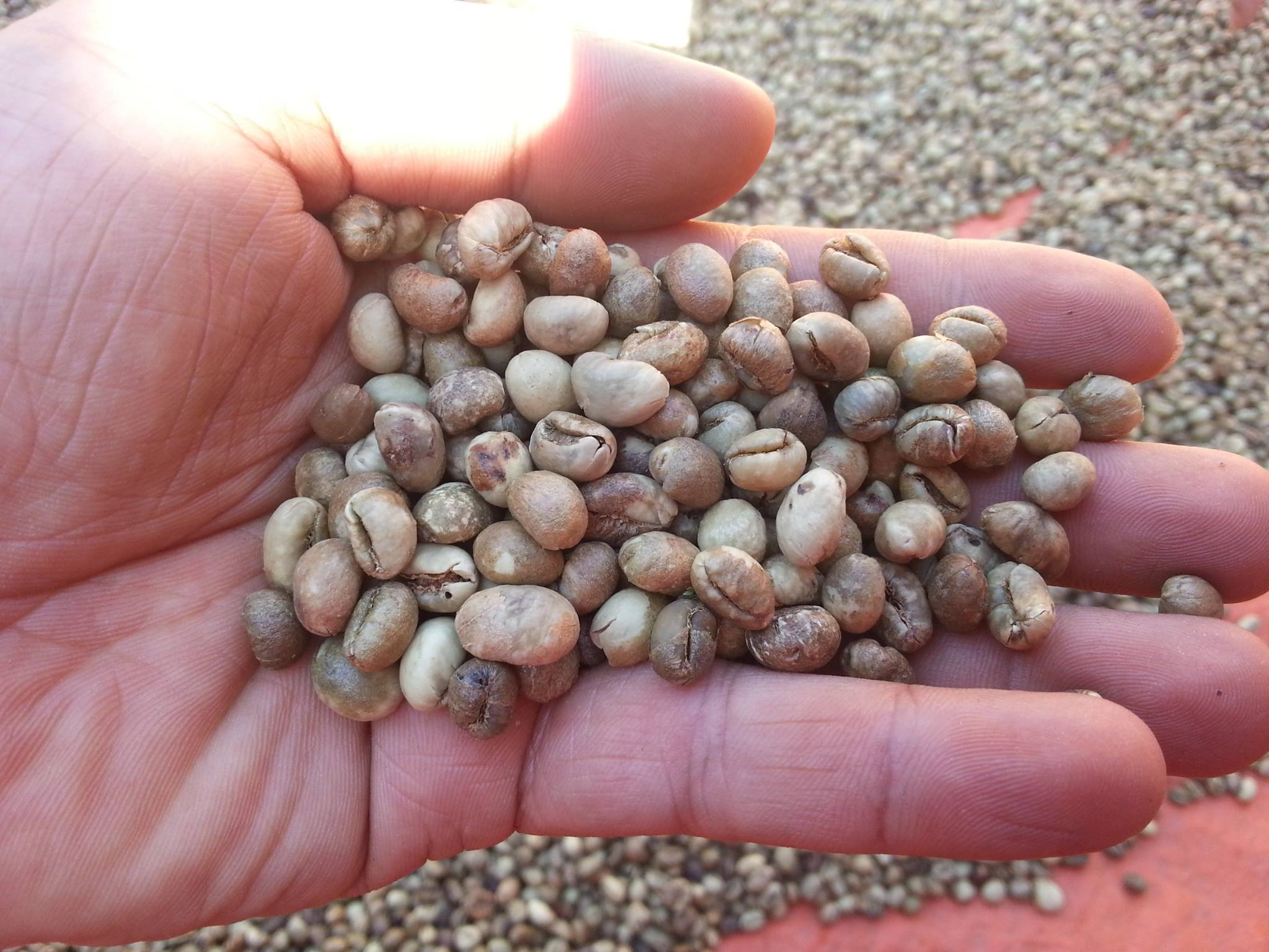 200g cà phê nhân robusta