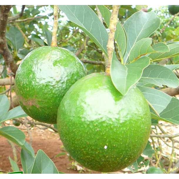 Cây giống bơ sáp