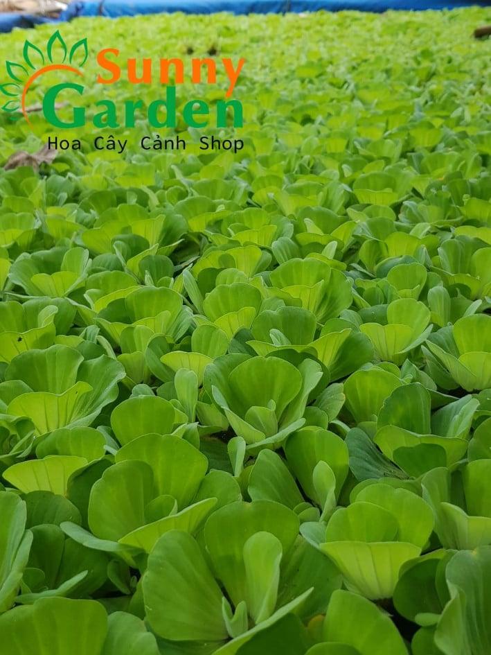 Bèo Tai Tượng 5 Bông giá rẻ
