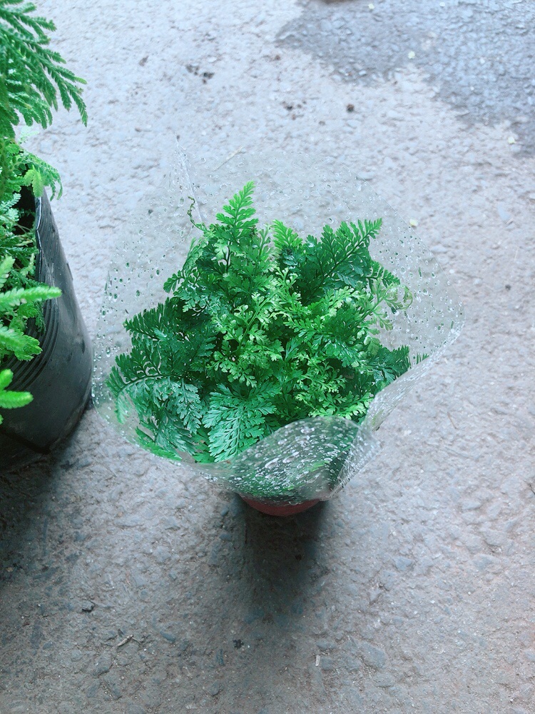 Cây Dương Sỉ Nhật