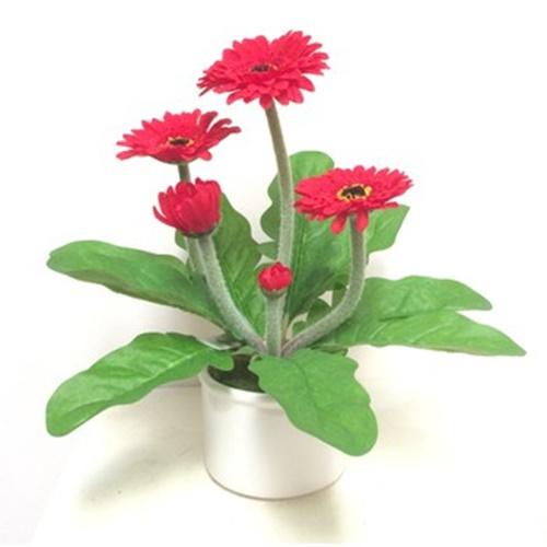 Hạt Giống Đồng Tiền. Túi 10 Hạt Giá Khuyến Mại