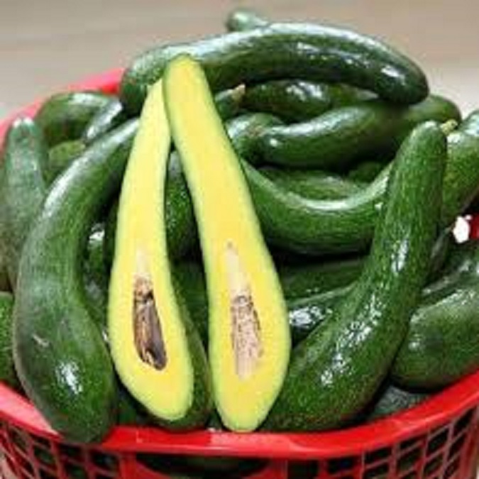 CÂY GIỐNG BƠ 034 SIÊU NGON SIÊU QUẢ