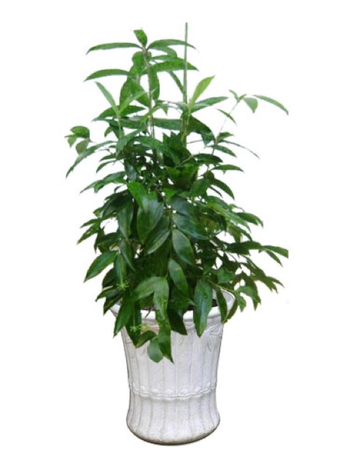Cây trúc nhật cây con - ship 7 ngày