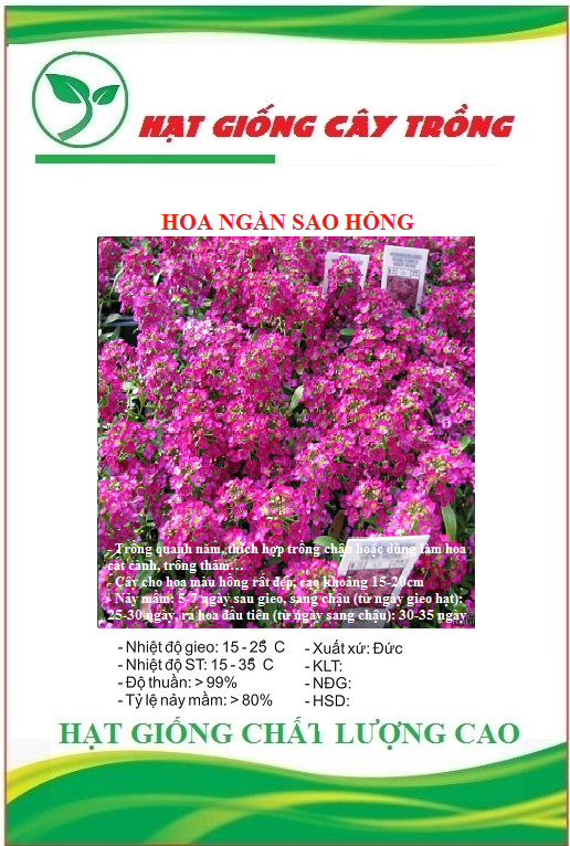 "gói 50 hạt " hạt giống hoa ngàn sao hồng ct455