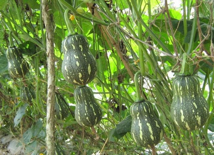20 hạt giống bí đỏ siêu quả