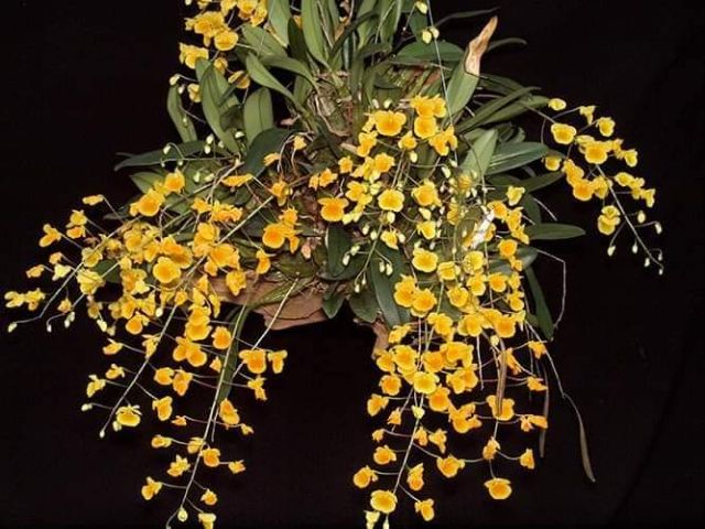 1 khóm hoa vảy rồng(khóm nhỏ)