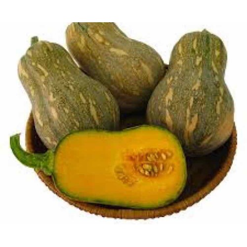Bí hạt đỏ đậu