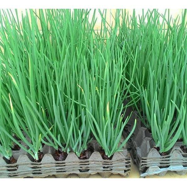 Hành Lá - Chậu Rau Giống
