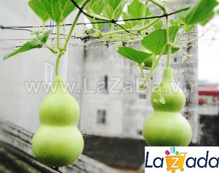 2Gr Hạt Giống Bầu Hồ Lô (A1.303| Y2*W44*M026)