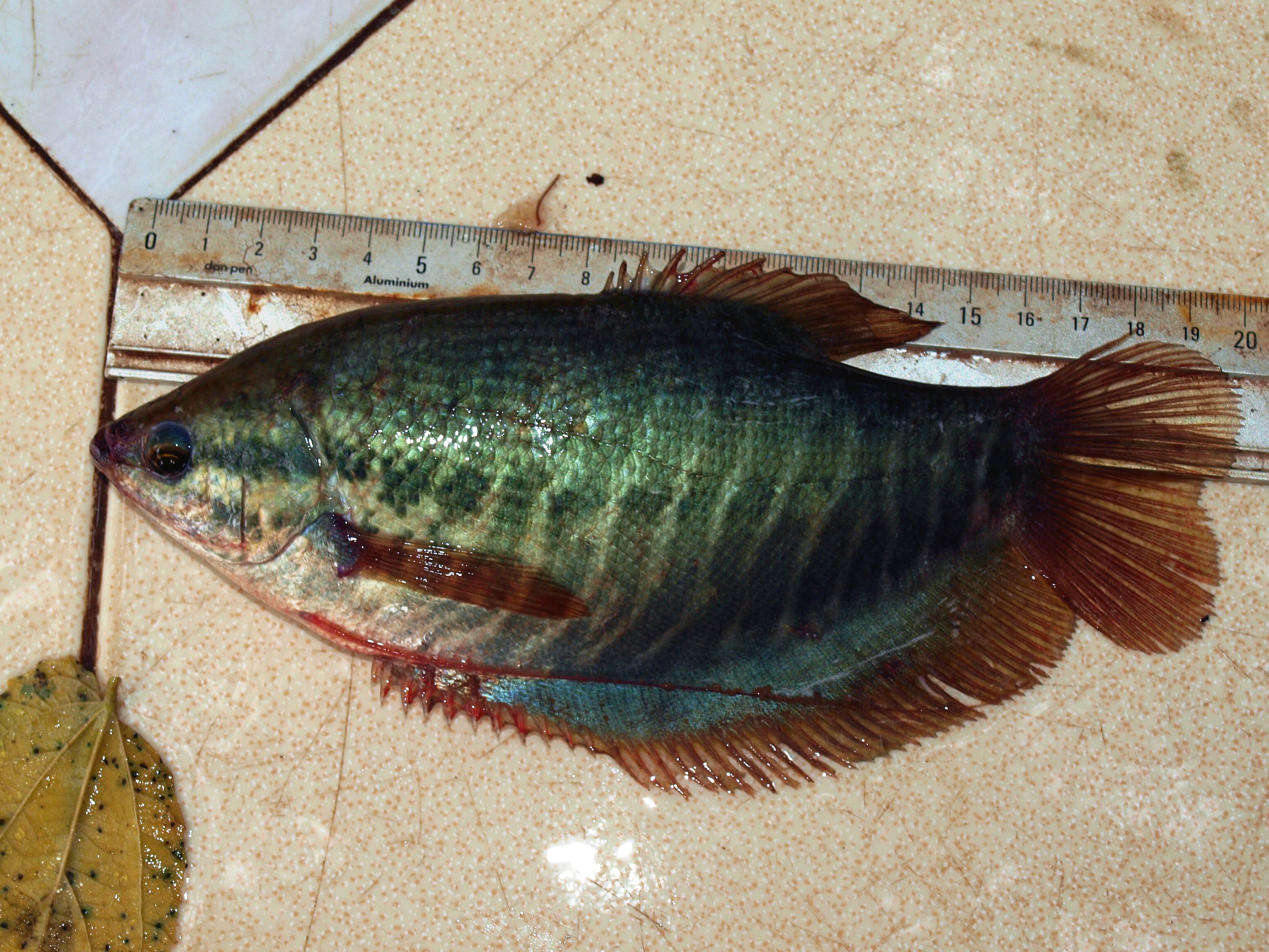 5 BỘ PHAO LƯỠI CÂU CÁ SẶC