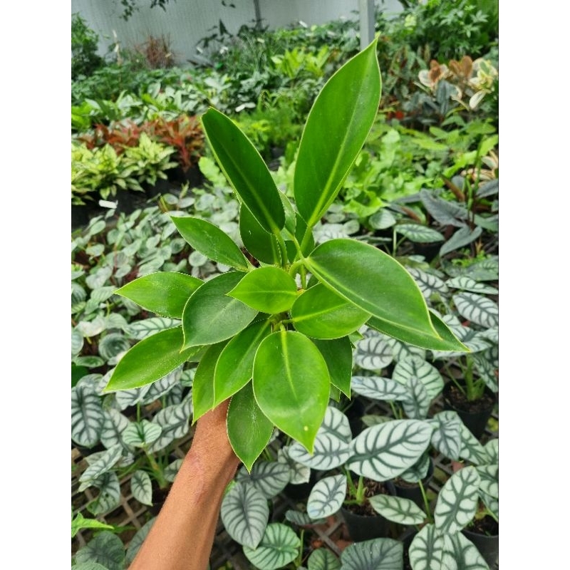 Cây trầu bà đế vương xanh - Chậu nhiều thân