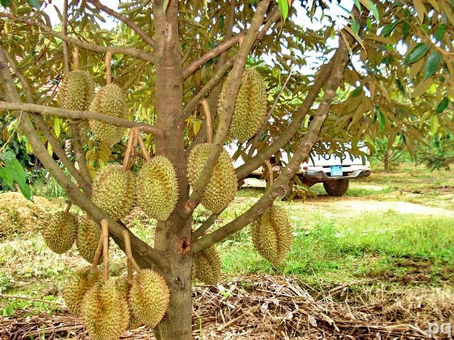 CÂY GIỐNG SẦU RIÊNG R6