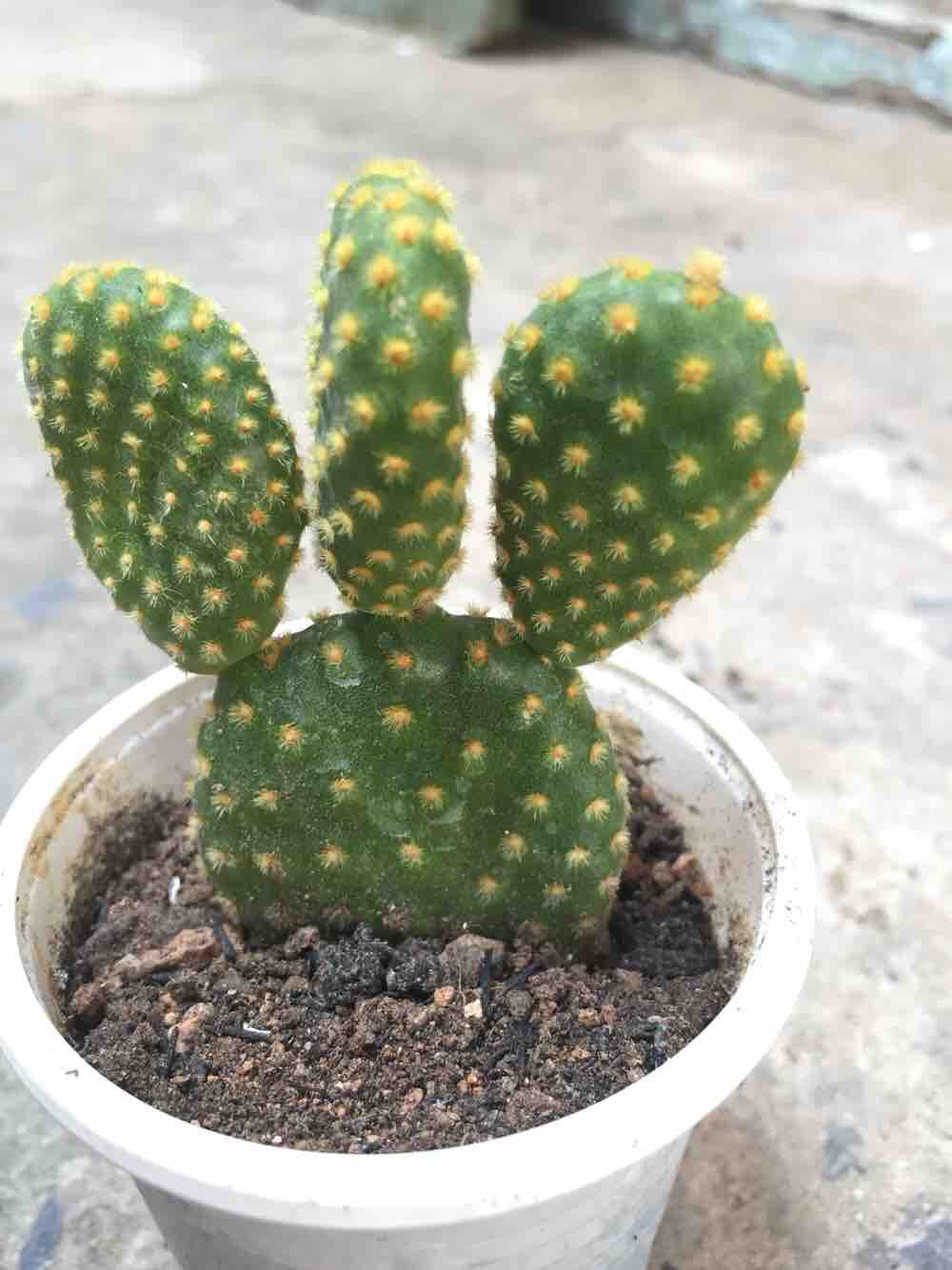 xương rồng tai thỏ
