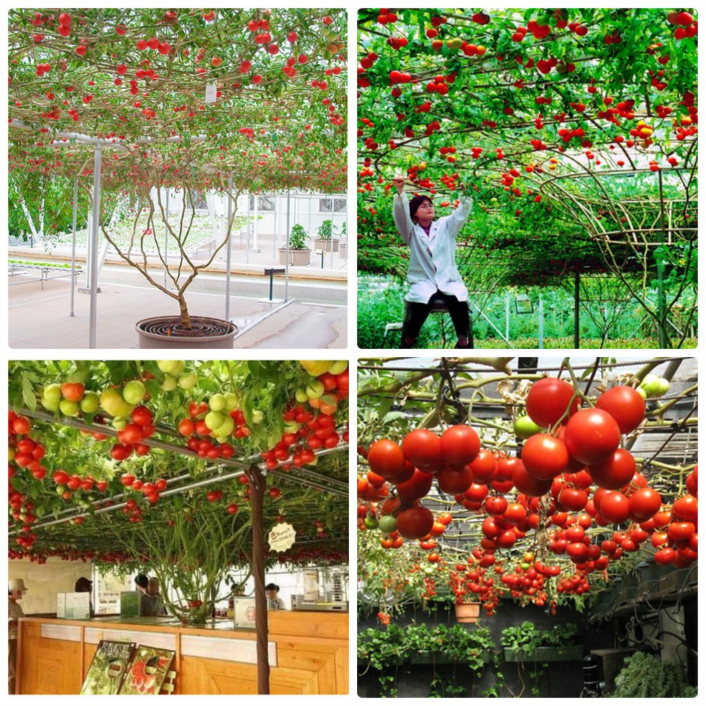 Hạt giống Cà Chua Leo Giàn(cà chua bạch tuộc) F1