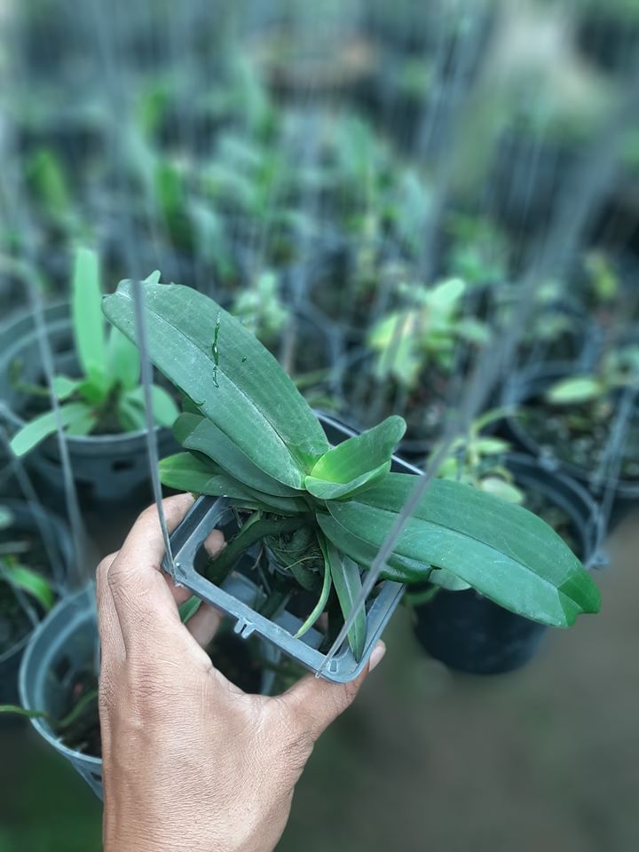 lan ngọc điểm màu cam cây lớn