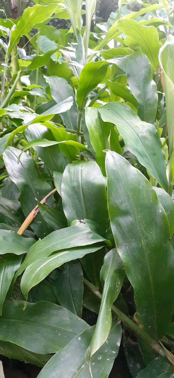 Cây gừng gió giống làm dược liệu