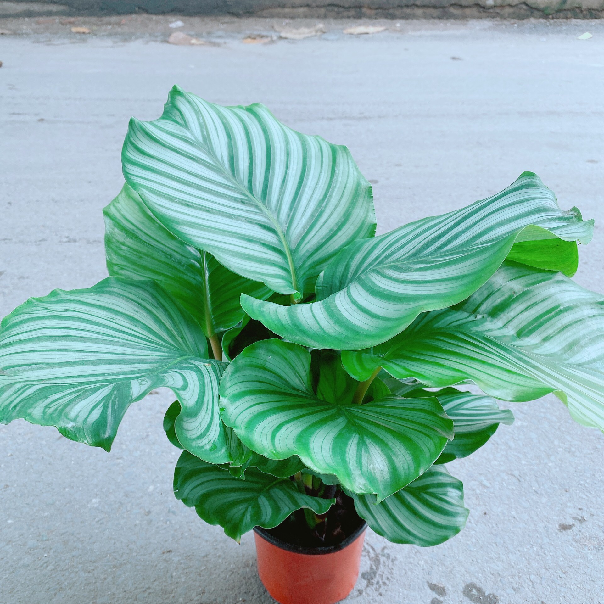 [HCM]Chậu Đuôi Công Xanh