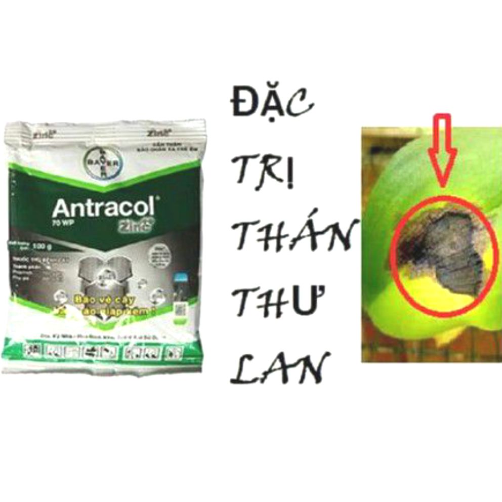 ANTRACOL 70WP GÓI 100G TRỪ NẤM BỆNH DÙNG CHO CÂY TRỒNG