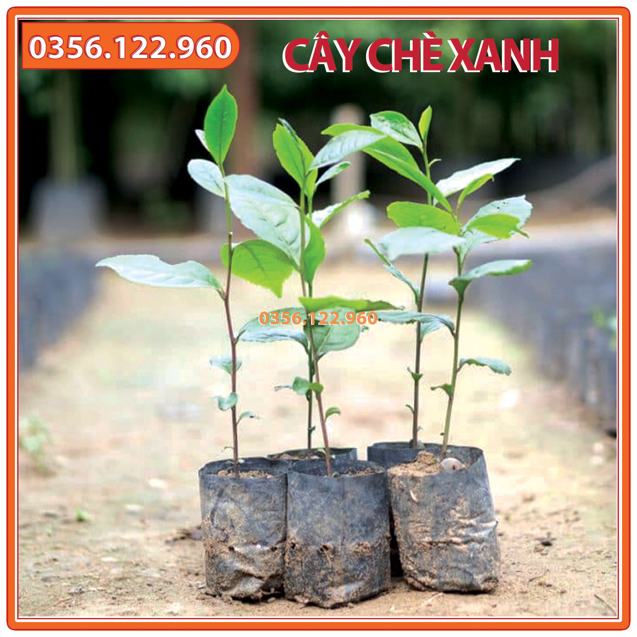 Cây chè xanh giống, trà xanh