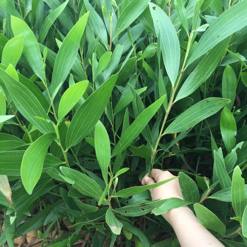 Cây giống keo lá tràm