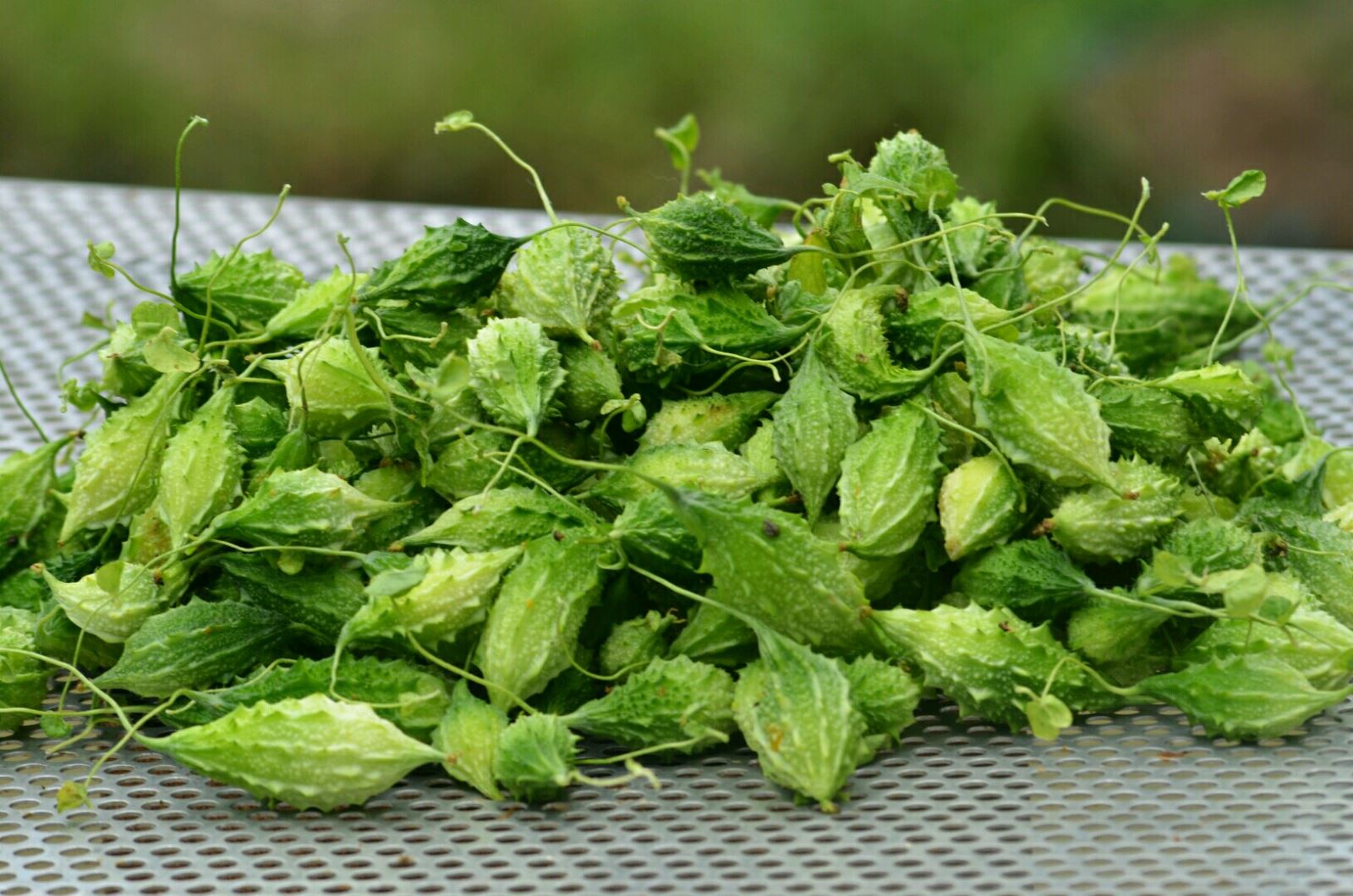 Hạt giống Khổ Qua Rừng Nảy Mầm Cao, Giàu Giá Trị Dinh Dưỡng ( Gói 10 Hạt ) - Nông Sản Vàng
