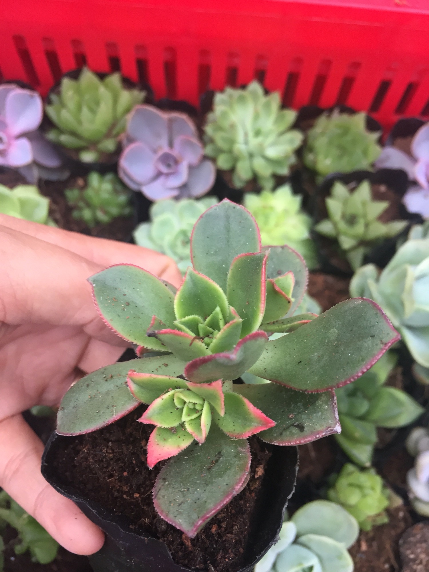 Sen đá 3 màu size bầu