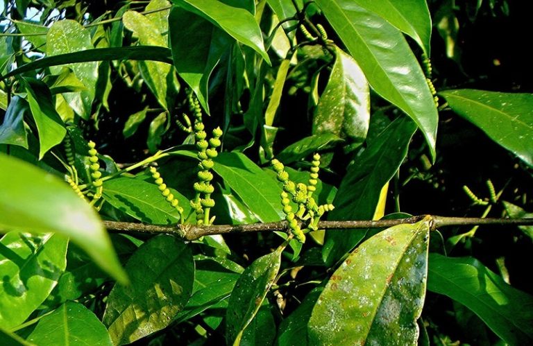 Cao Gắm SAPA Thảo Dược Tây Bắc (200gram) - Đặc Sản 27