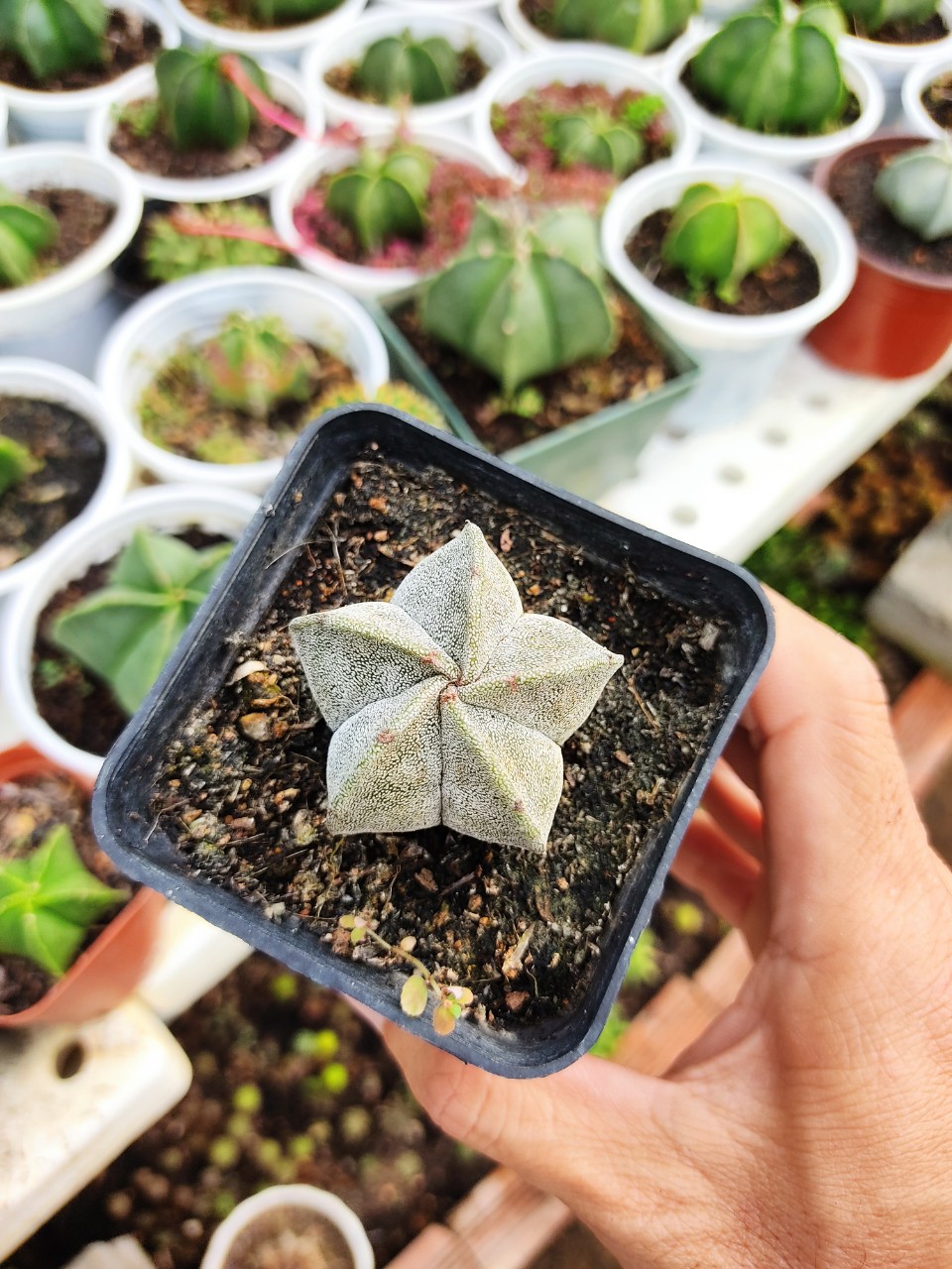 Xương rồng ASTRO BẠC (nhiều size)