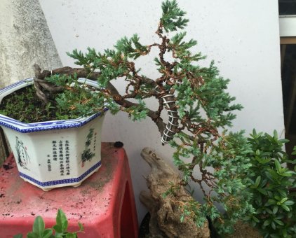 CÂY TÙNG XÀ BONSAI - CÂY THỦY TÙNG - NGỌA TÙNG SIÊU ĐẸP