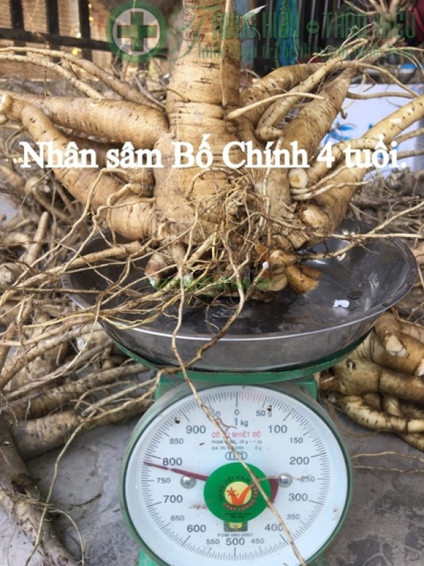 Sâm Việt, Sâm bố chính cao cấp