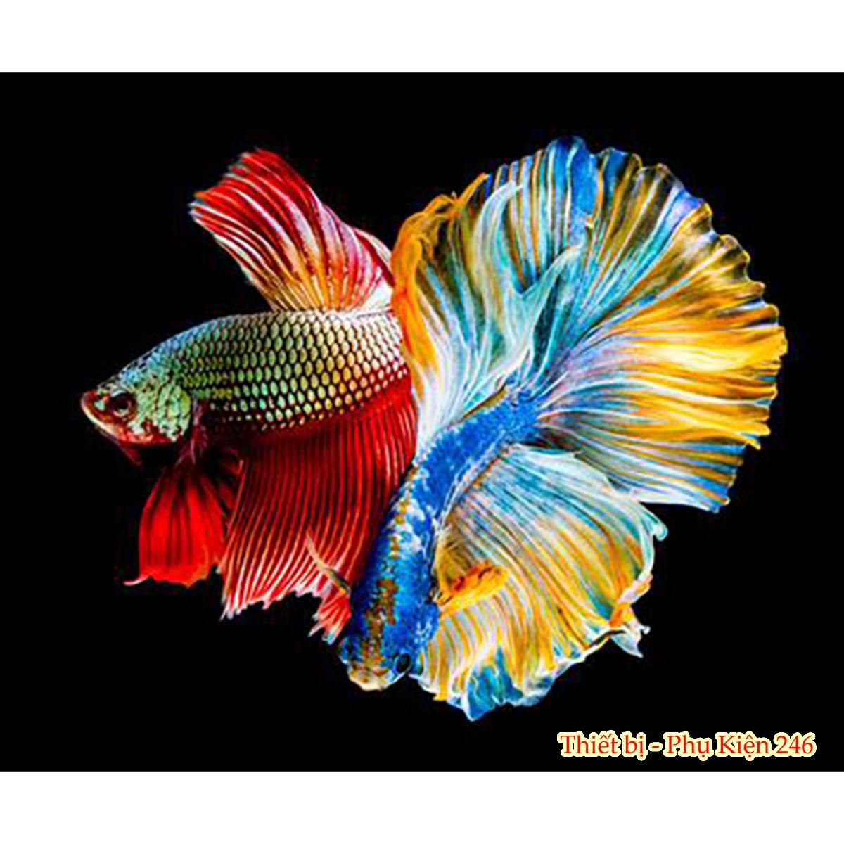 Thức ăn cao cấp cho cá Betta