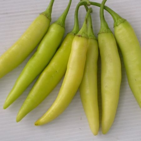 20 Hạt Giống Ớt Sừng Dễ Trồng, Sai Trái
