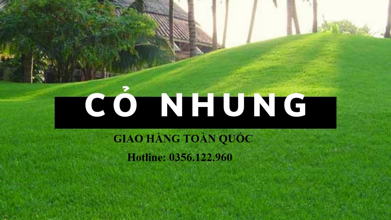 Hạt giống cỏ NHUNG NHẬT - cỏ thảm gói 100g