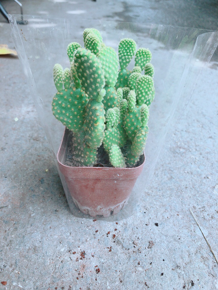 Xương Rồng Tai Thỏ