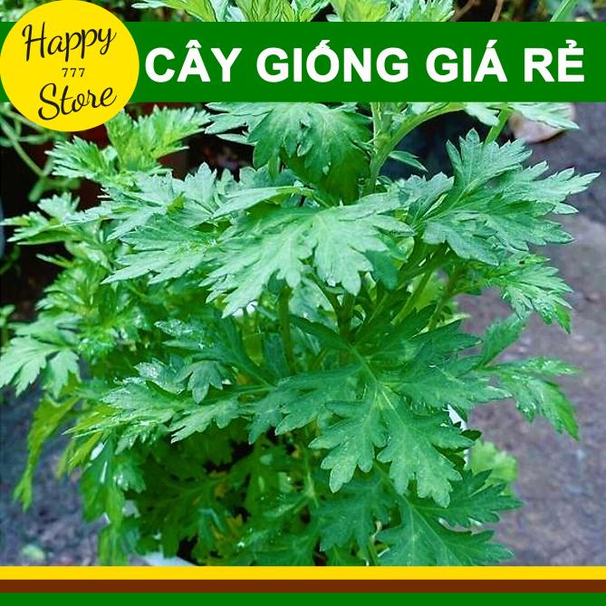 Cây ngải cứu happy_store