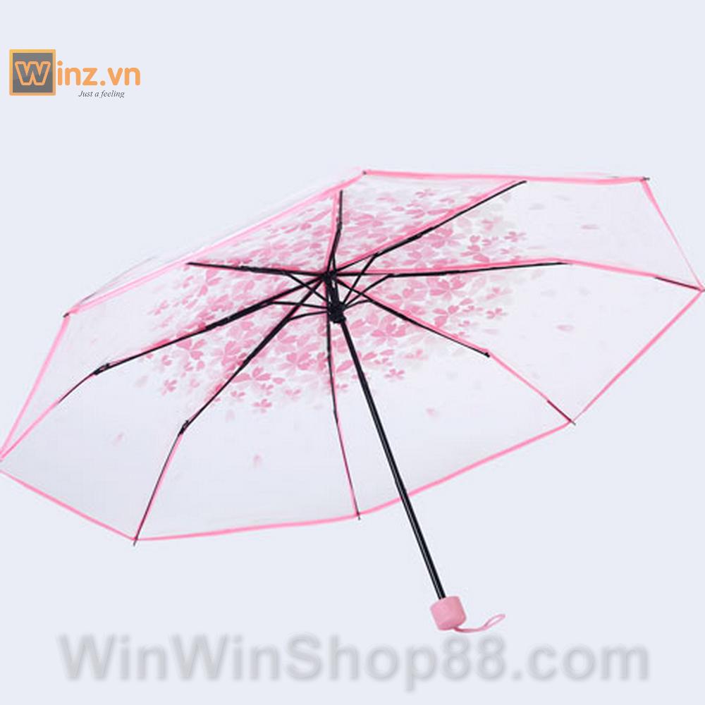 [HCM]Dù xếp trong suốt hoa anh đào V.2